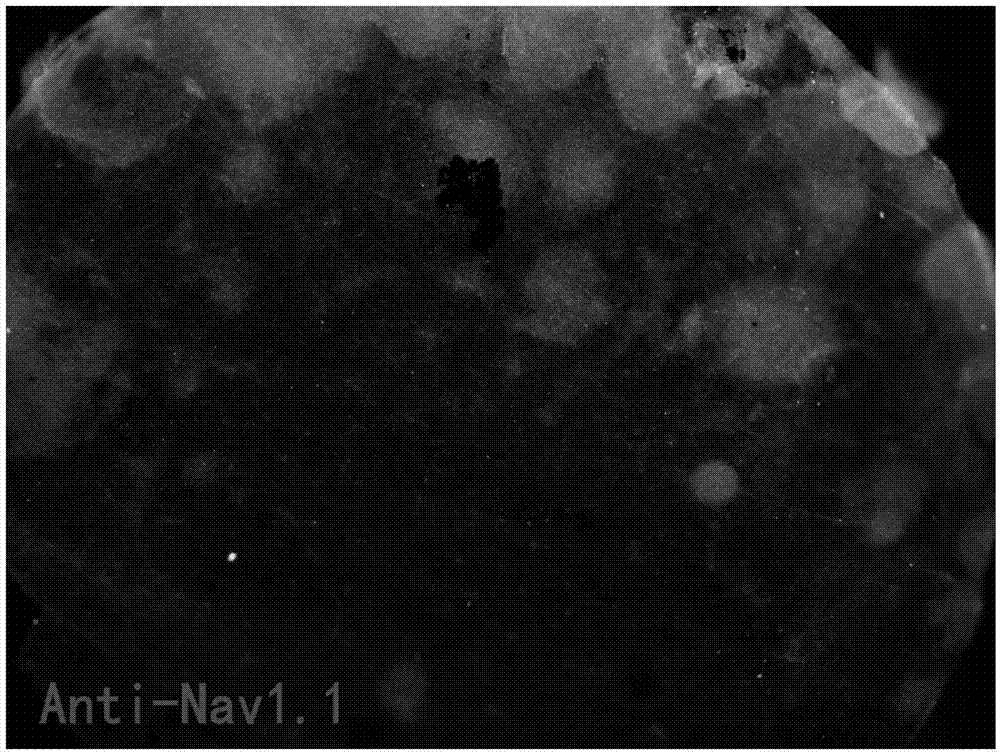 Tissue scaffold based sodium ion channel detection method of three dimensional optic cup originated neuron-like cells