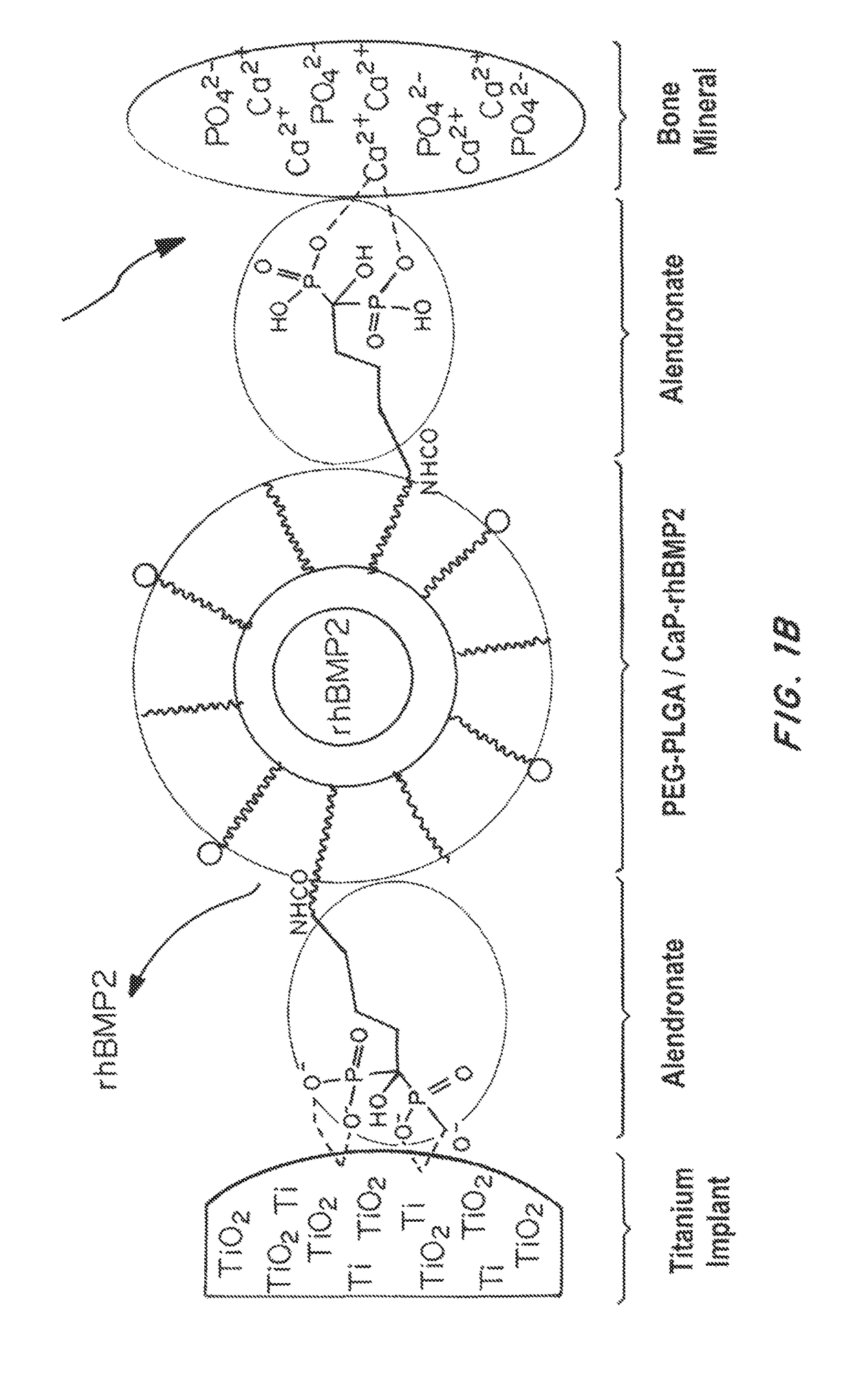 Bone and metal targeted polymeric nanoparticles