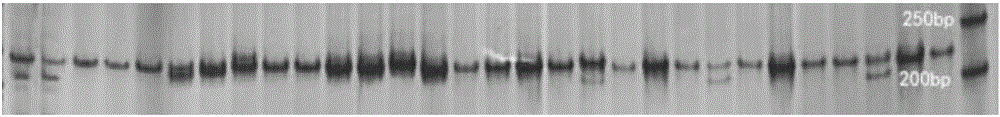 Primers and screening method of crassostrea hongkongensis triplet-base repetition microsatellite markers