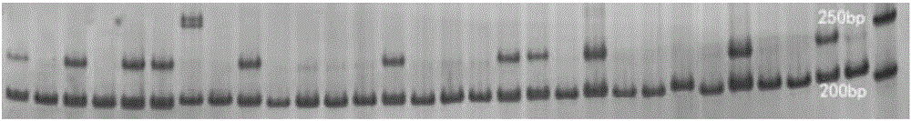 Primers and screening method of crassostrea hongkongensis triplet-base repetition microsatellite markers