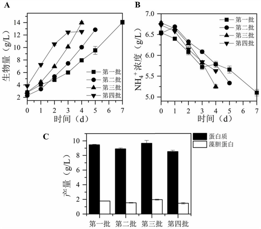 A method and application of rapid ammonia nitrogen removal by non-sterile fermentation of microalgae in extreme environment