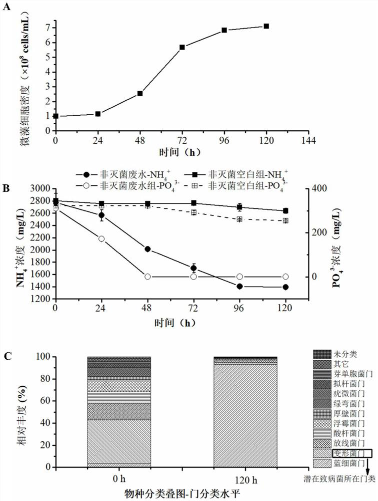 A method and application of rapid ammonia nitrogen removal by non-sterile fermentation of microalgae in extreme environment