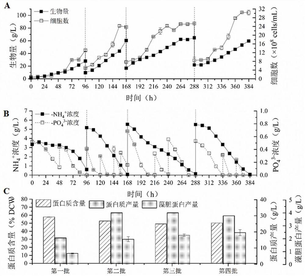 A method and application of rapid ammonia nitrogen removal by non-sterile fermentation of microalgae in extreme environment