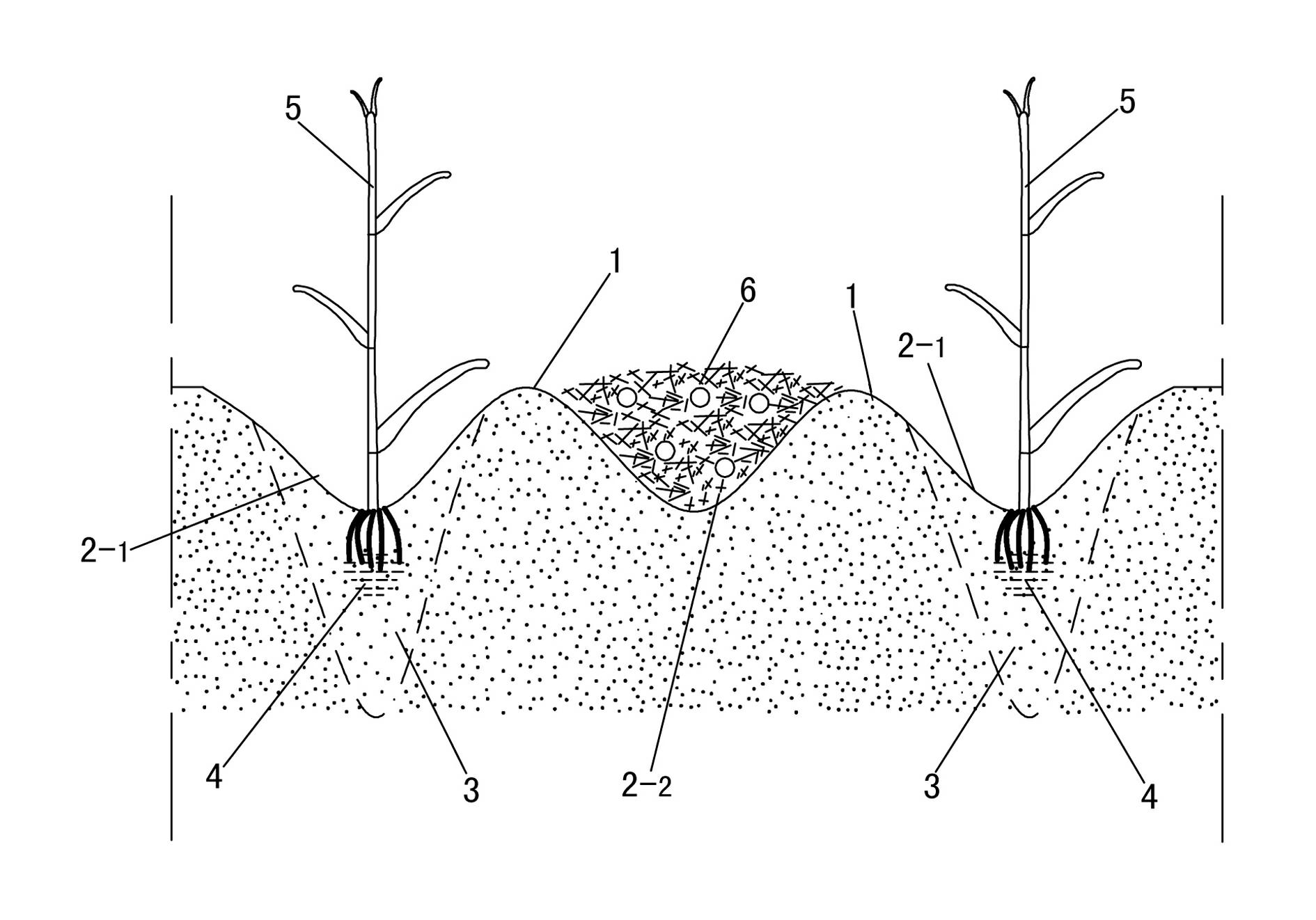 High-yield cultivating method of corns