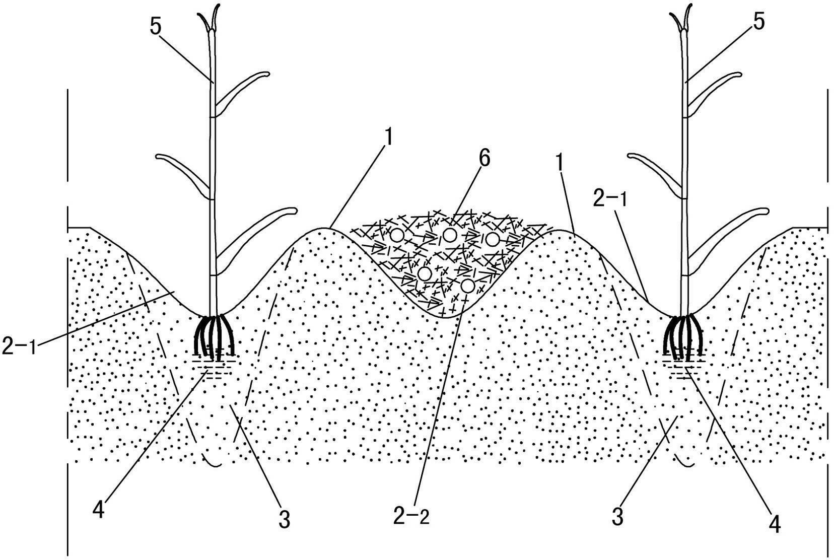 High-yield cultivating method of corns