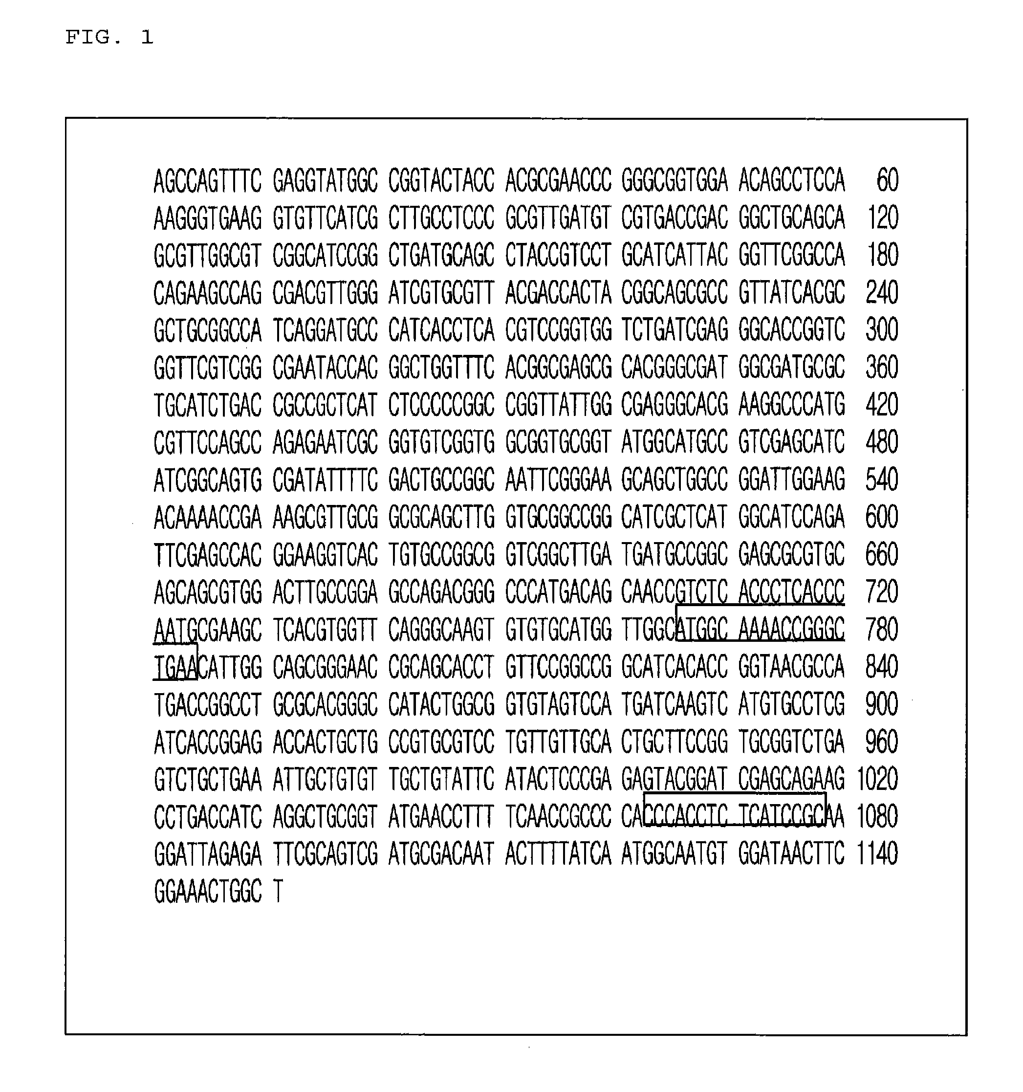 Method for constructing novel bacterium belonging to the genus bifidobacterium