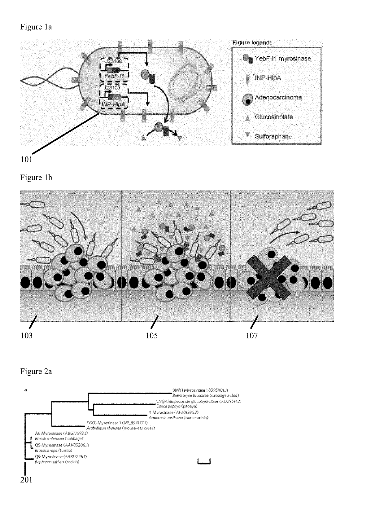 Engineered Therapeutic Probiotic System and Method