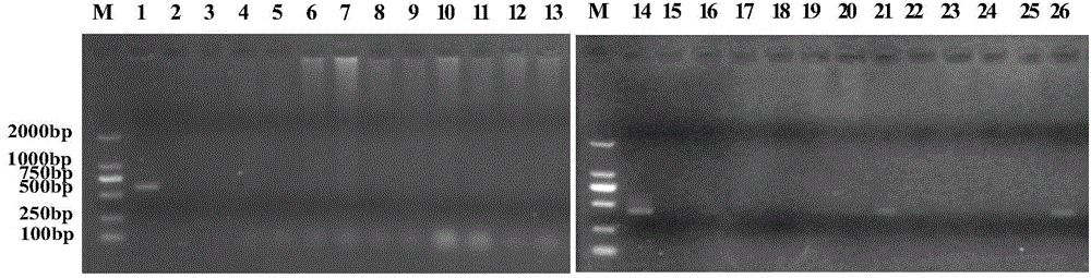 A traditional Chinese medicine composition for preventing and treating swine mycoplasma pneumonia and its preparation method and application