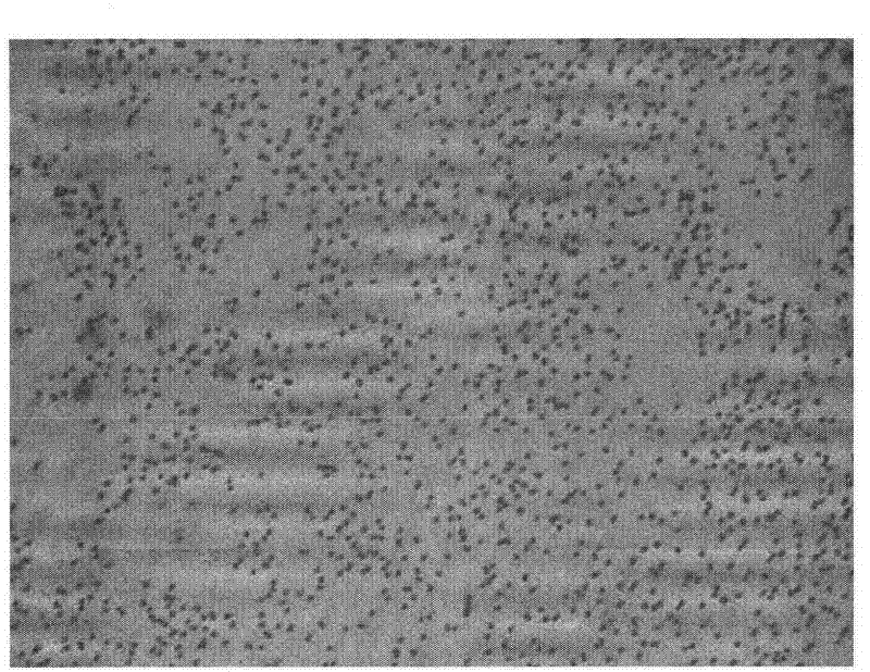 Acinetobacter johnsonii strain for biological denitrification under low temperature and application thereof