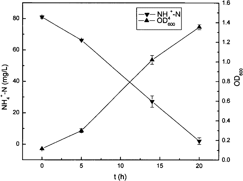 Acinetobacter johnsonii strain for biological denitrification under low temperature and application thereof