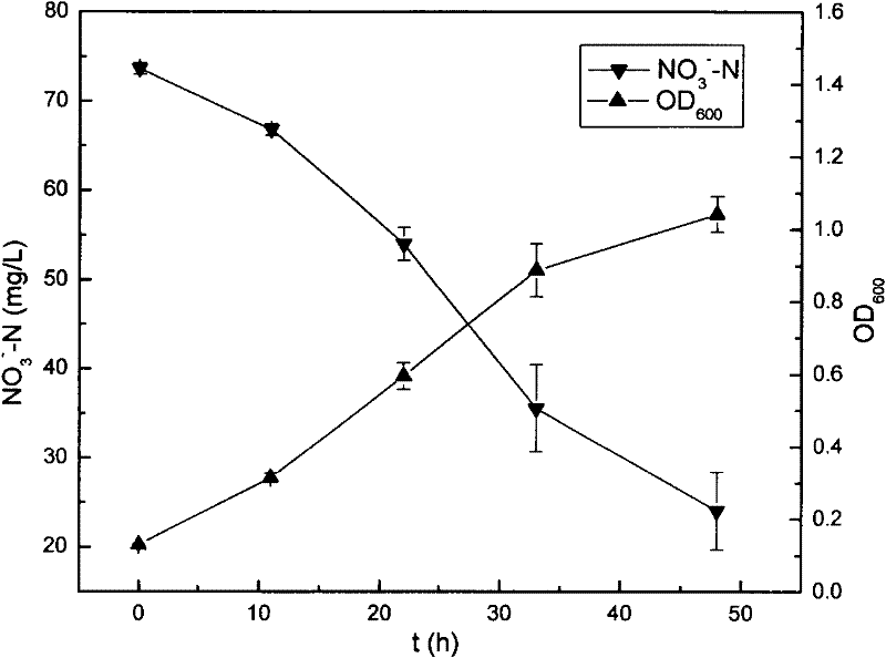 Acinetobacter johnsonii strain for biological denitrification under low temperature and application thereof