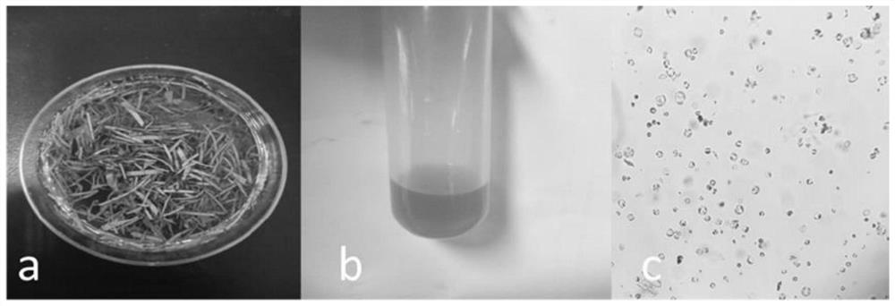 Method for preparing amaranthus protoplast and application of amaranthus protoplast