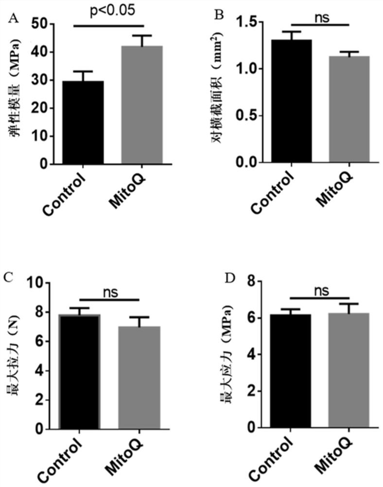 Application of mitoquinone in the preparation of medicaments for preventing and/or treating sports injuries