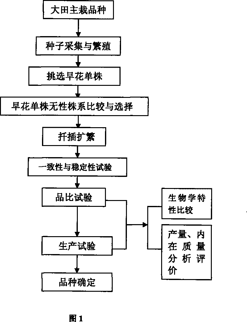 Method for breeding premature flowering breed of white chrysanthemum for medical purpose