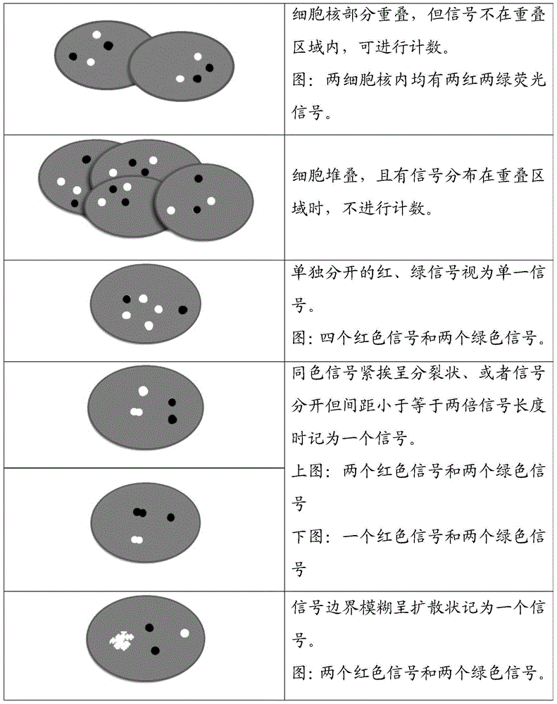 TOP2A gene abnormality detection probe, kit and method