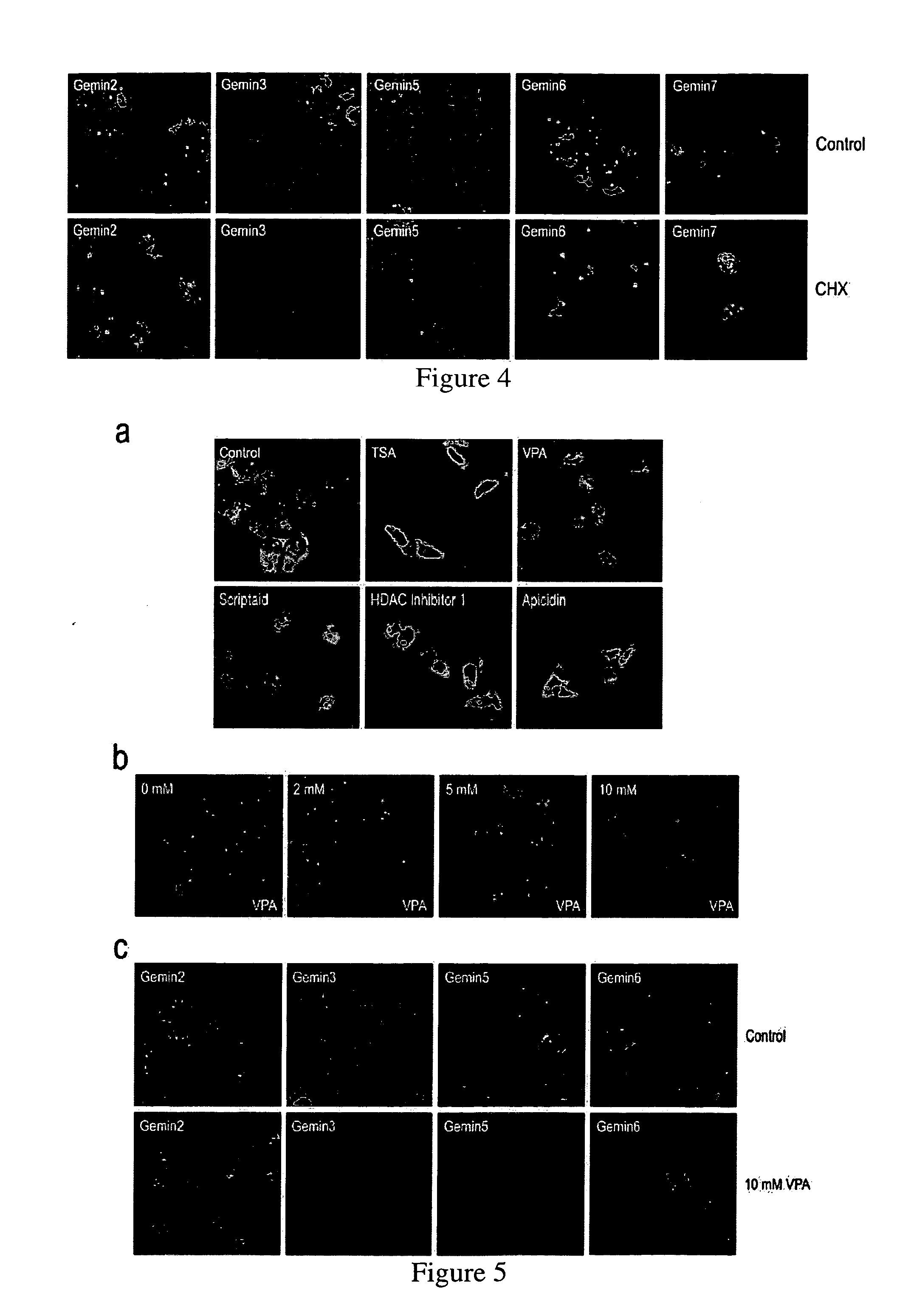 Method for testing or screening protein synthesis inhibitors