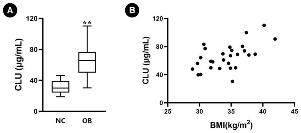 Protein clusterin related to obesity-related diseases and application of protein clusterin