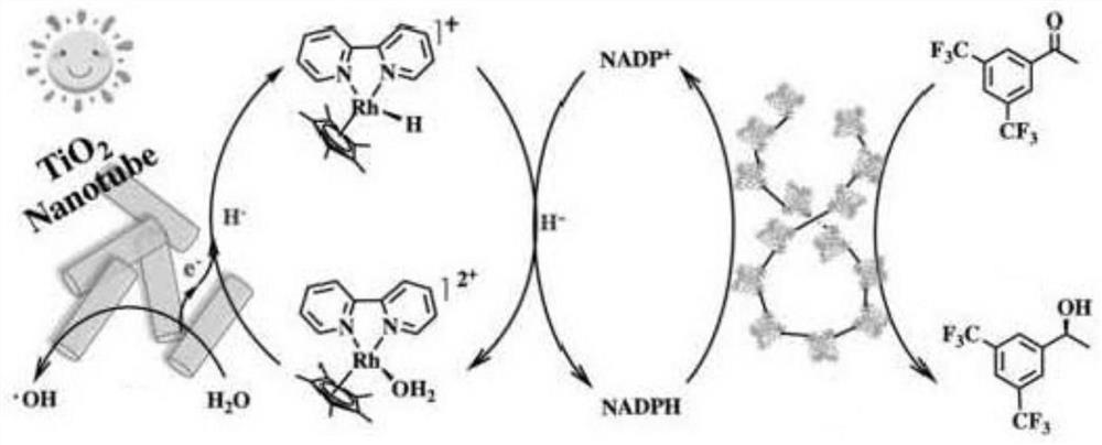 Method for catalytic synthesis of (R)-1-[3, 5-bis (trifluoromethyl)] phenethyl alcohol through light-enzyme system