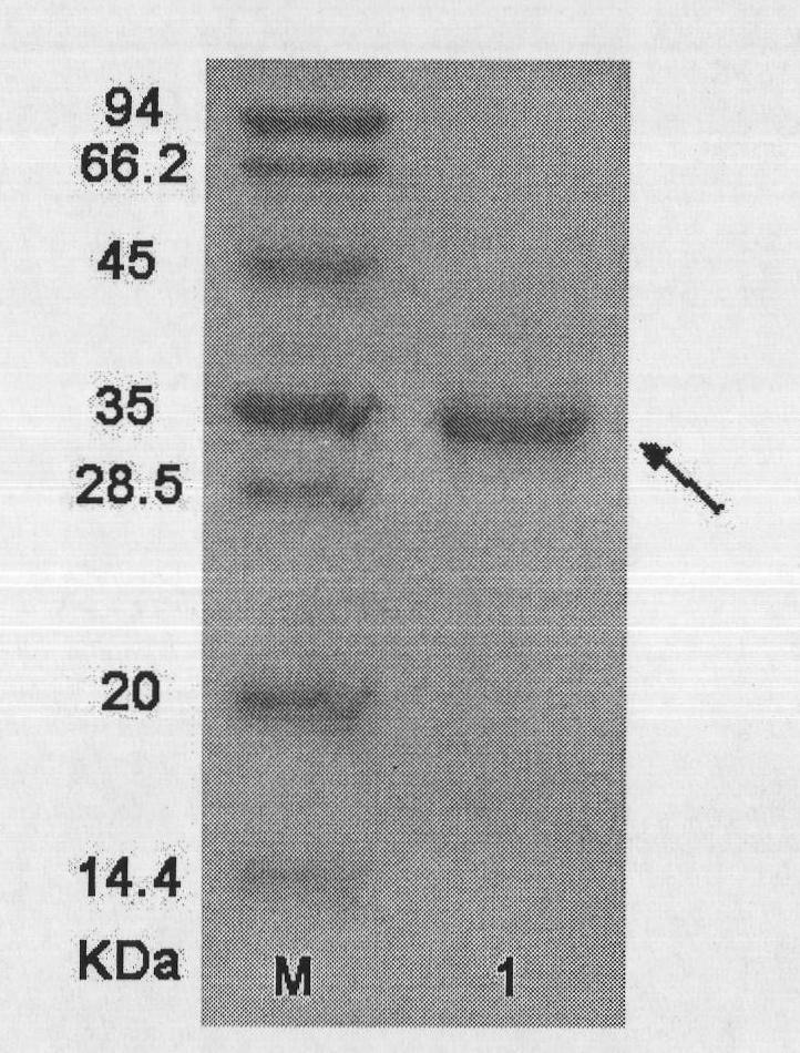 Structures and application of bifunctional protein and derivatives of bifunctional protein