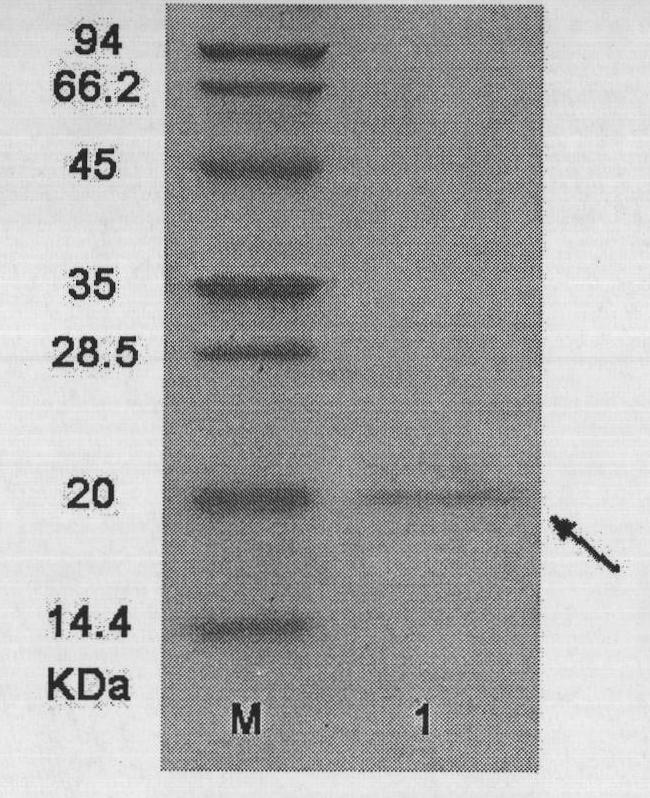 Structures and application of bifunctional protein and derivatives of bifunctional protein