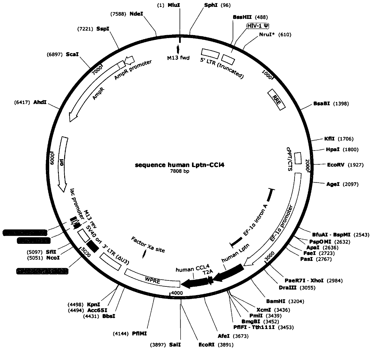 Recombinant mesenchymal stem cell, and preparation method and application thereof