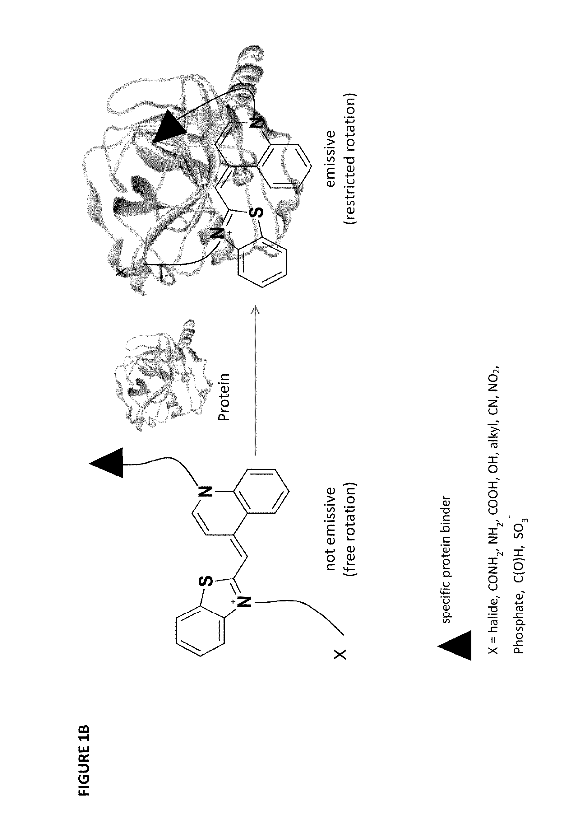 Molecular sensor and methods of use thereof