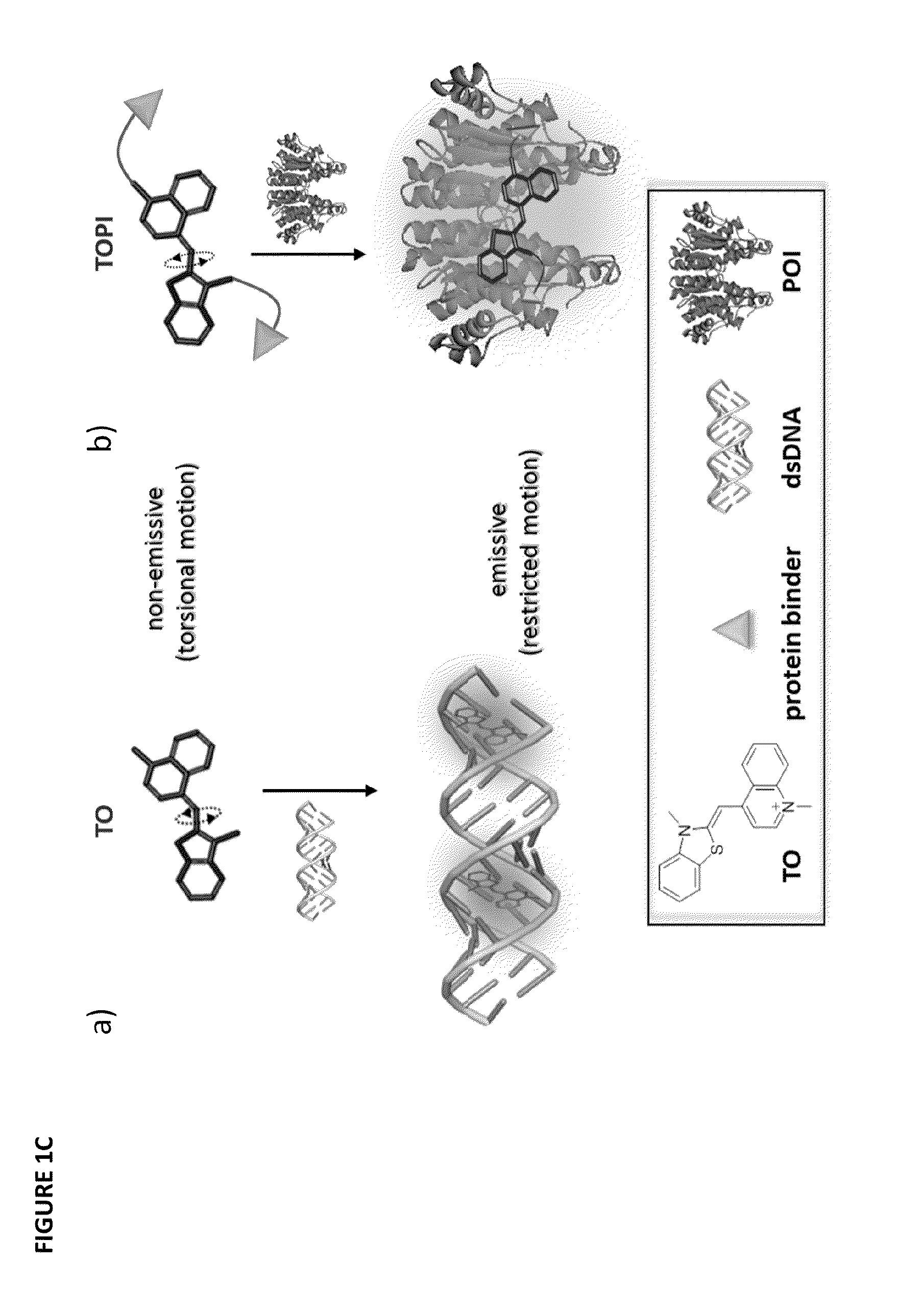 Molecular sensor and methods of use thereof