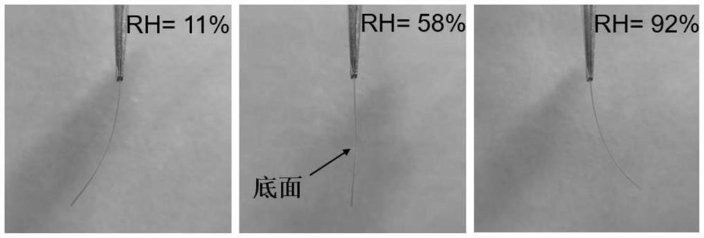 Skipjack meal humidity driving film as well as preparation method and application thereof