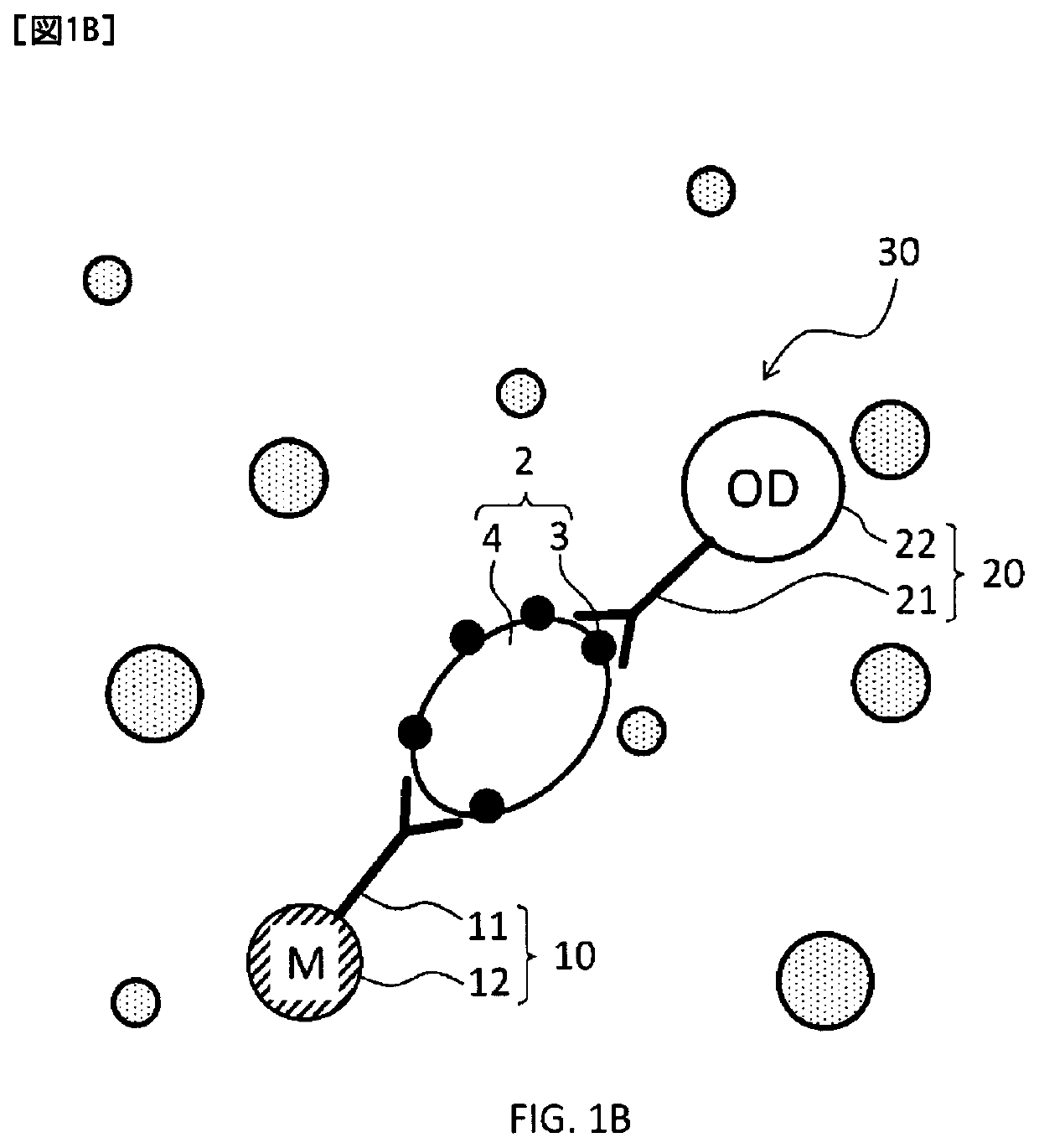 Antigen measuring method and measuring apparatus