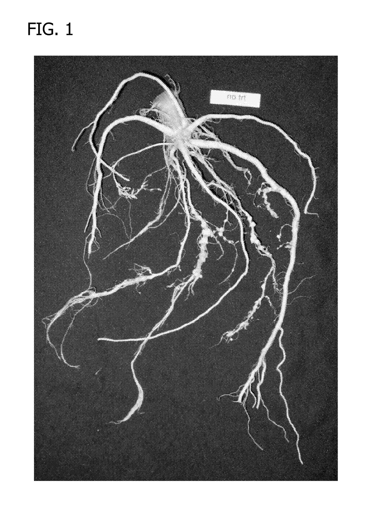 Compositions and methods for improving agronomic characteristics of plants