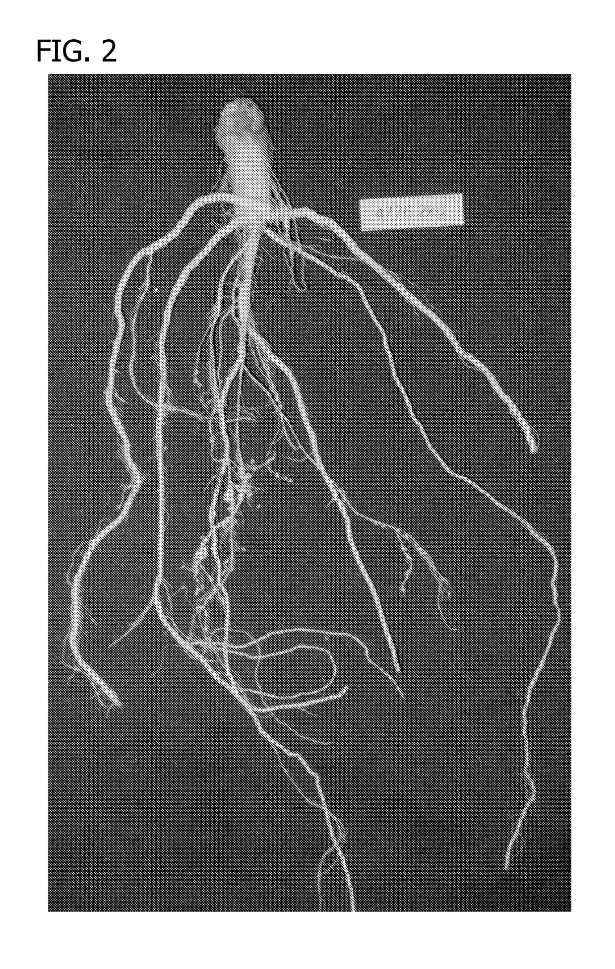 Compositions and methods for improving agronomic characteristics of plants