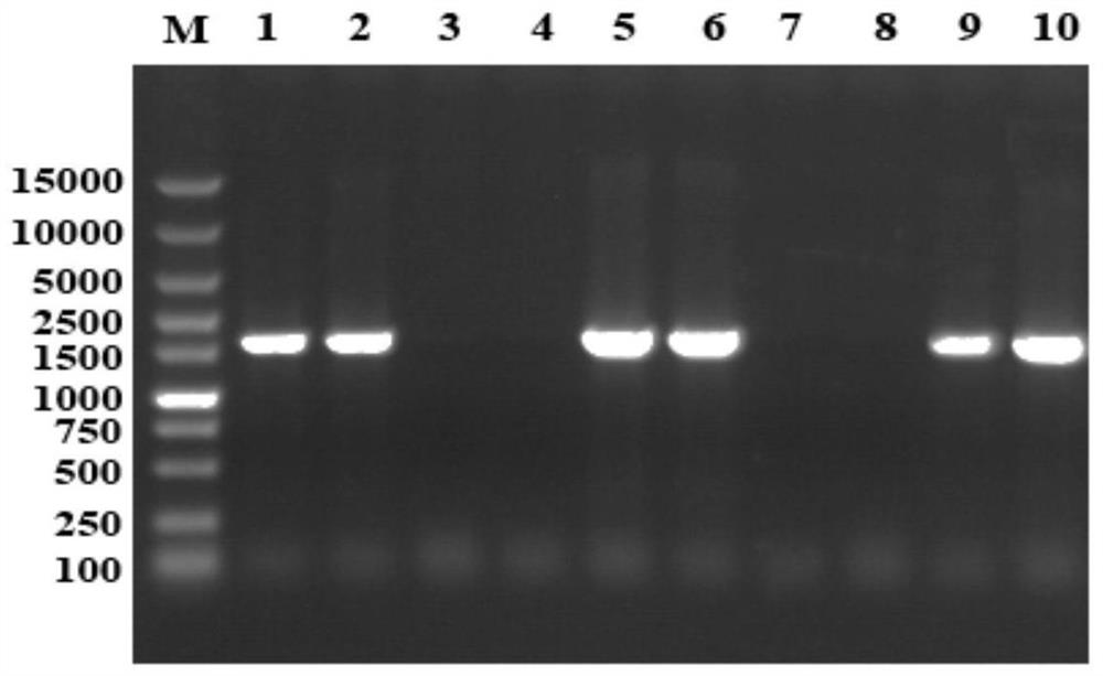 Preparation and application of a fusion antibacterial protein