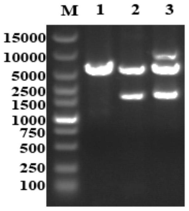 Preparation and application of a fusion antibacterial protein