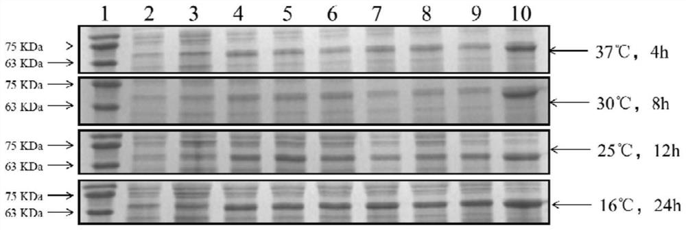 Preparation and application of a fusion antibacterial protein