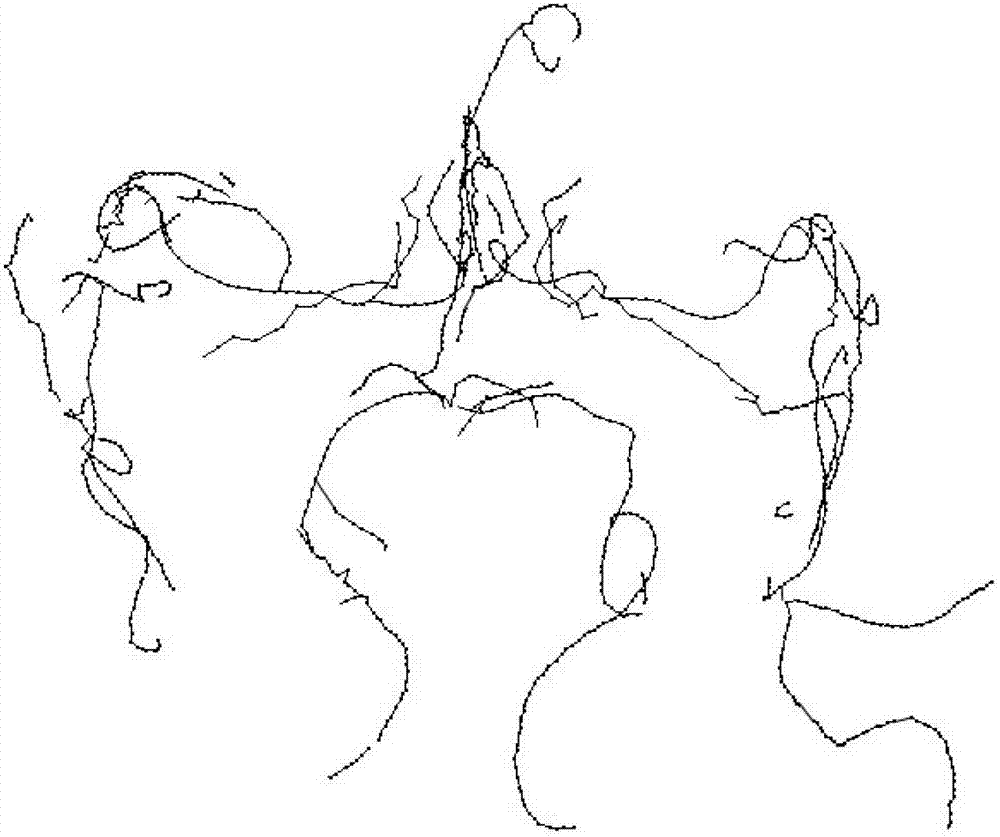 Three-dimensional brain blood vessel model construction method based on tree structure