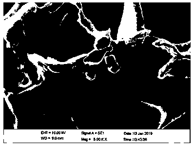 Method for removing copper in wastewater by using sodium alginate immobilized cellulomonas