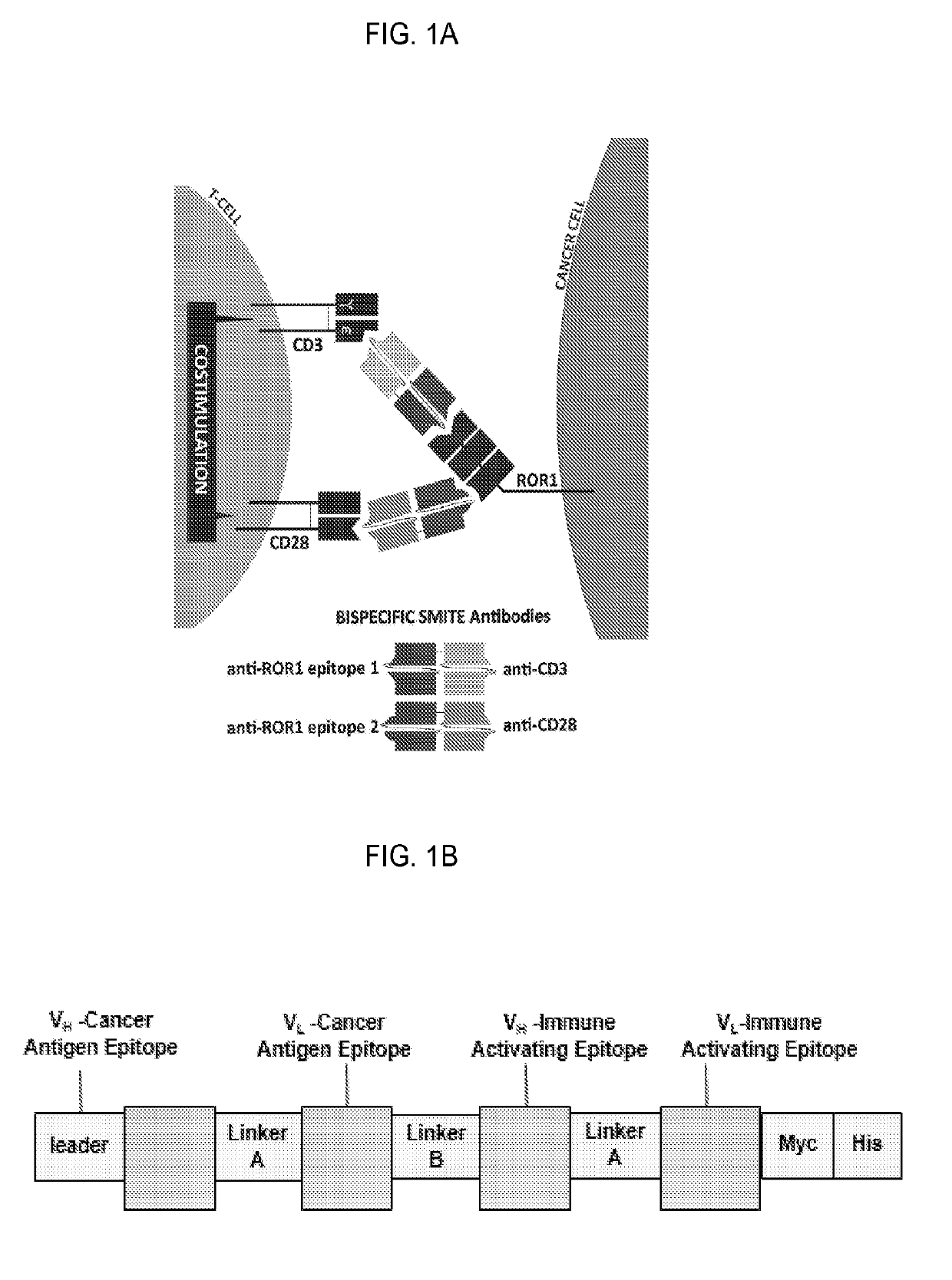 Multiple bi-specific binding domain constructs with different epitope binding to treat cancer