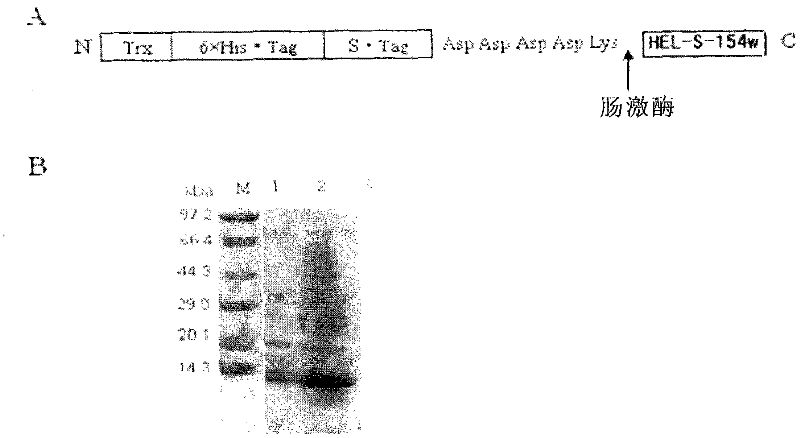 Method for detecting expression of 305 sperm localization proteins in fertility-related human testis and epididymis