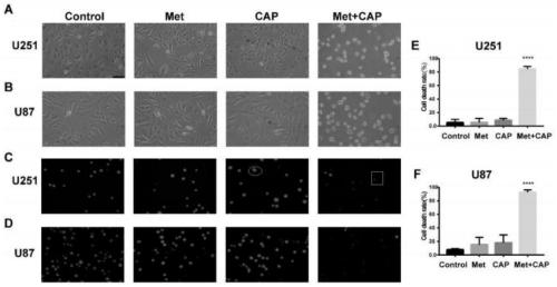 Application of combination of low-temperature plasma and metformin