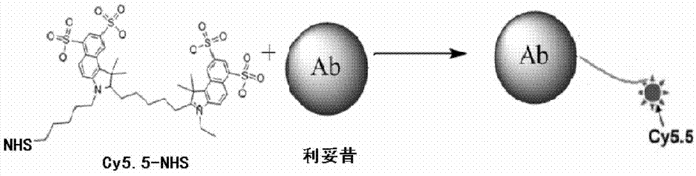 Fluorescence-coupled specific sentinel node photographic developer and preparation method thereof