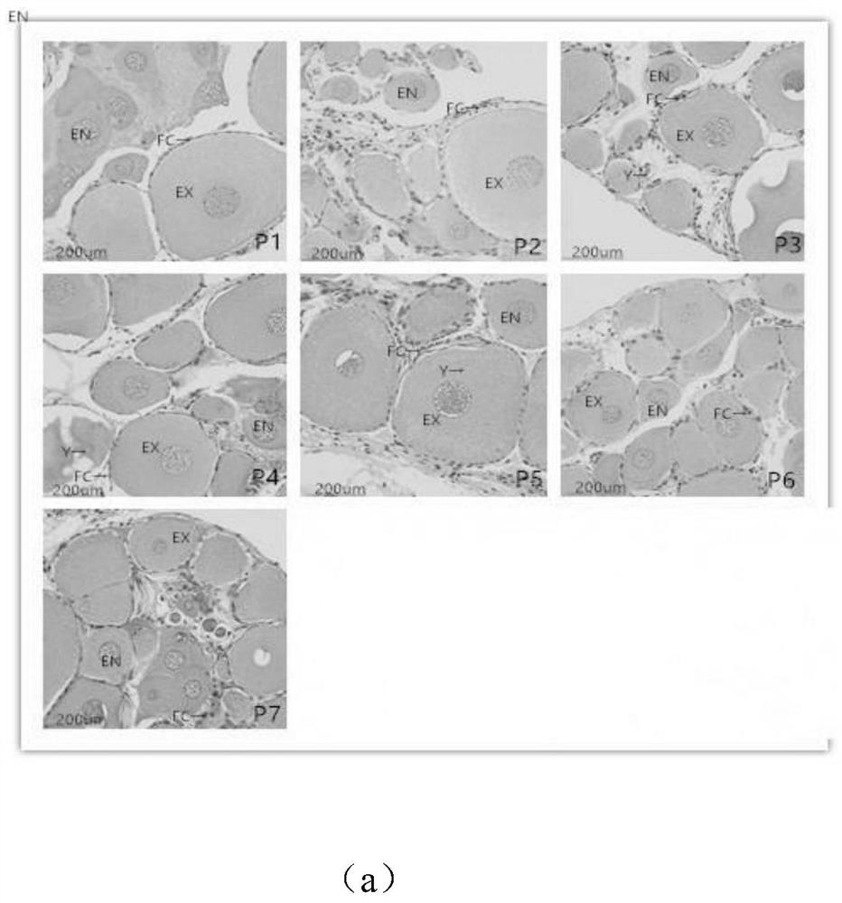 Preparation method of feed for promoting growth and development of procambarus clarkia