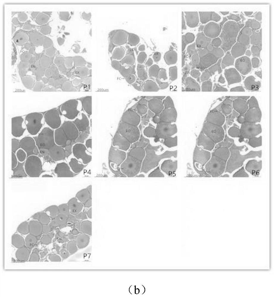 Preparation method of feed for promoting growth and development of procambarus clarkia