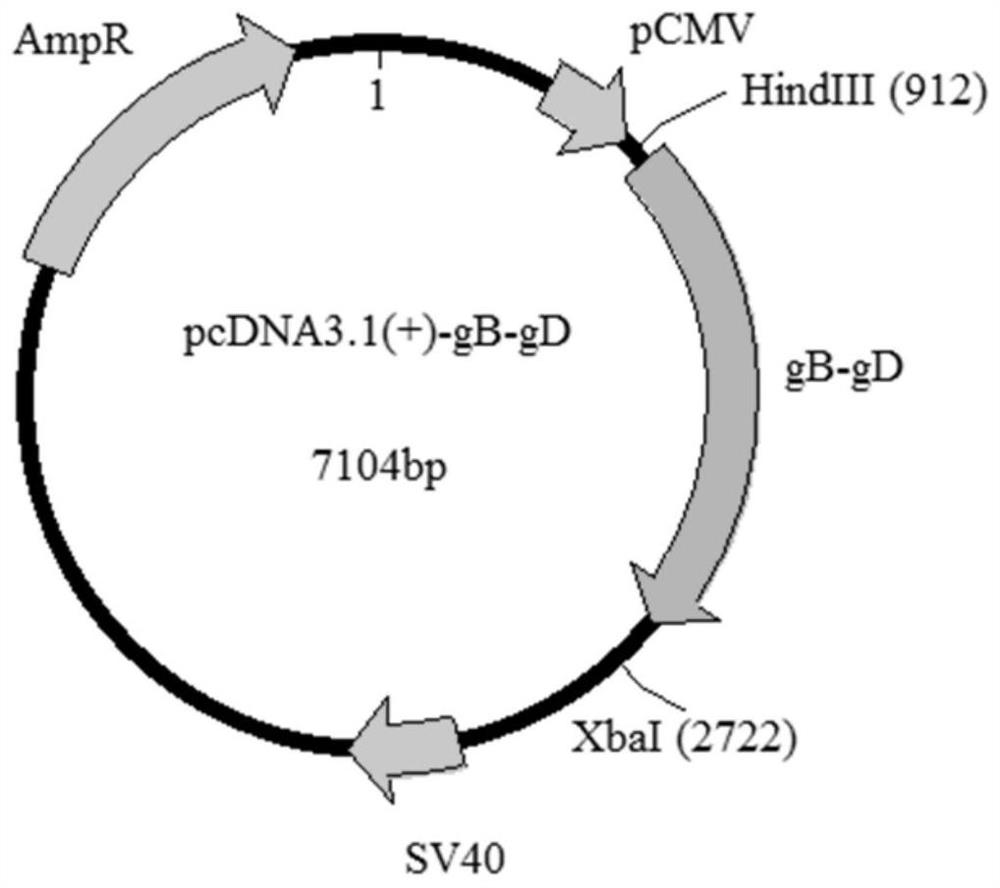 Equine herpesvirus type 1 gb-gd fusion protein, recombinant vector and eukaryotic cell strain and preparation method and vaccine thereof