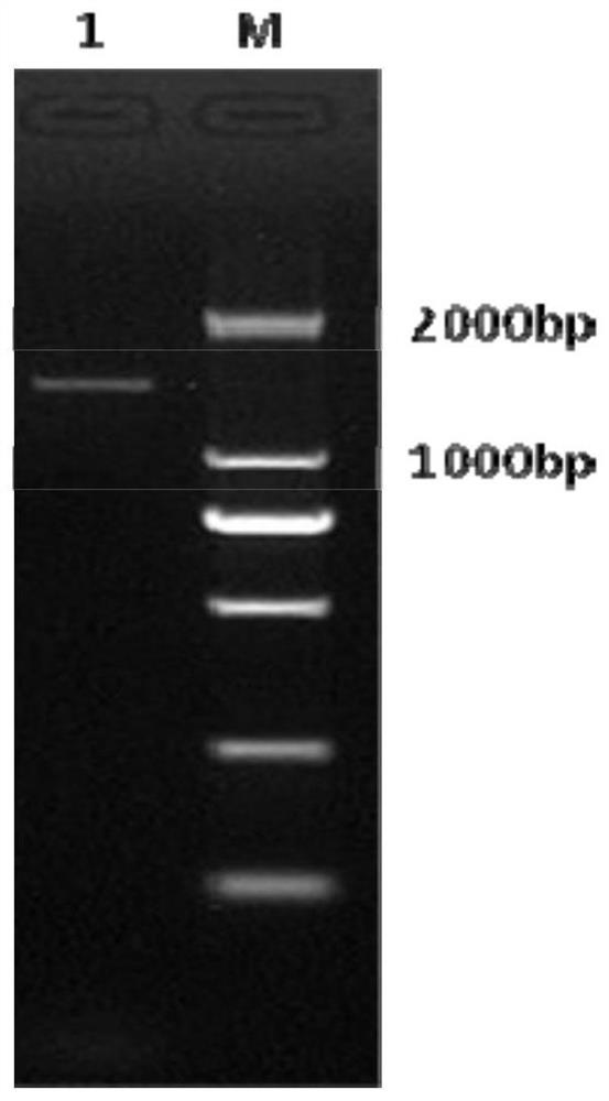 Equine herpesvirus type 1 gb-gd fusion protein, recombinant vector and eukaryotic cell strain and preparation method and vaccine thereof