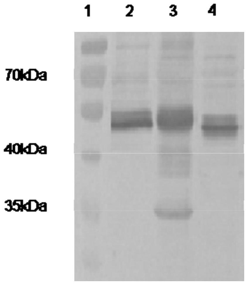 Equine herpesvirus type 1 gb-gd fusion protein, recombinant vector and eukaryotic cell strain and preparation method and vaccine thereof