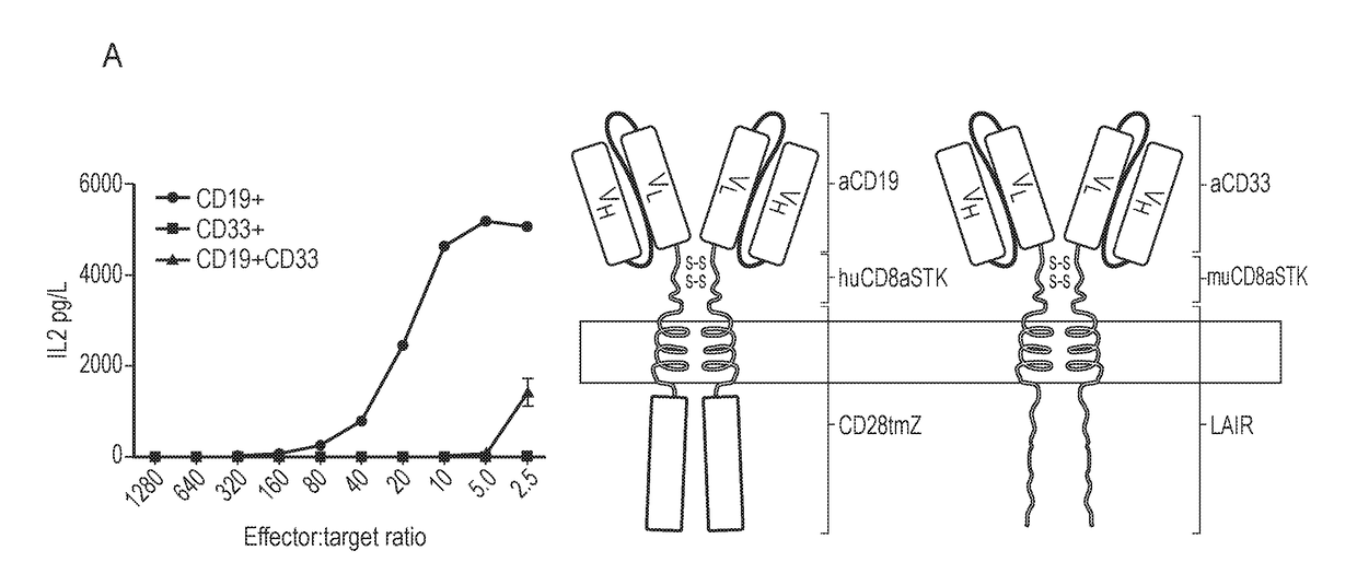 Nucleic acid construct for expressing more than one chimeric antigen receptor