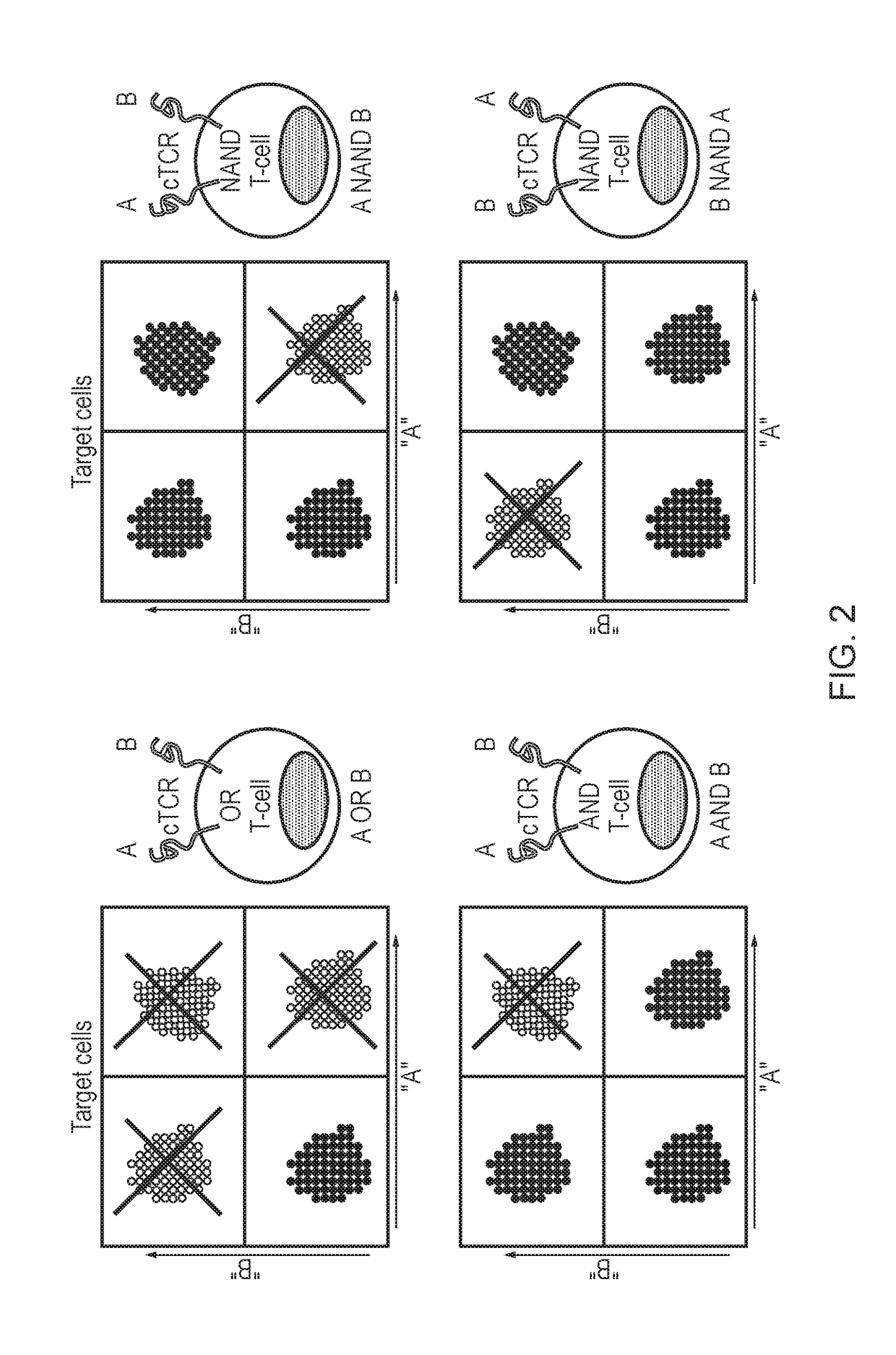 Nucleic acid construct for expressing more than one chimeric antigen receptor