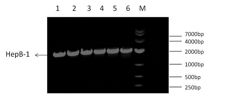 Heparinase II deletion mutant coding gene and protein thereof