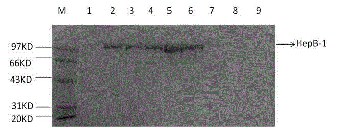 Heparinase II deletion mutant coding gene and protein thereof