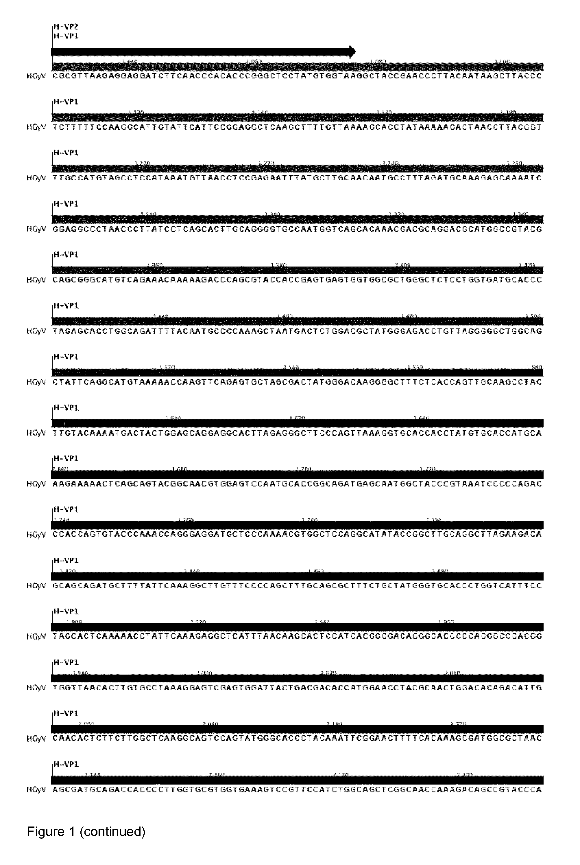 Identification of a human gyrovirus and applications